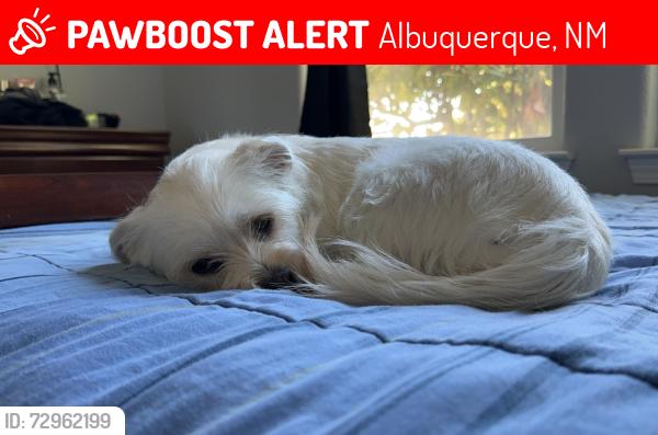 Lost Male Dog last seen Indian school, Albuquerque, NM 87110