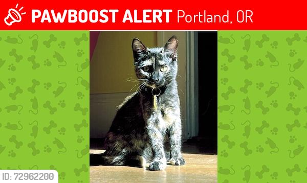 Lost Female Cat last seen North Wabash and North Morgan, Portland, OR 97217