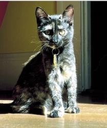 Lost Female Cat last seen North Wabash and North Morgan, Portland, OR 97217
