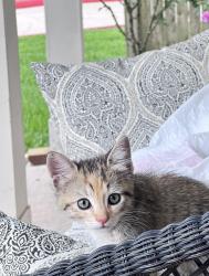 Lost Unknown Cat last seen Poppy Grove & Cholla Canyon in Youpon Ranch hse next to the pool, Cypress, TX 77433
