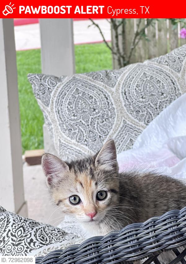 Lost Unknown Cat last seen Poppy Grove & Cholla Canyon in Youpon Ranch hse next to the pool, Cypress, TX 77433