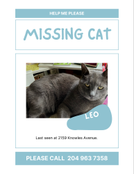 Lost Male Cat last seen Near Knowles Avenue, Winnipeg, MB R2G 2K4