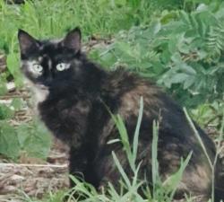 Found/Stray Unknown Cat last seen Culver rd, Orlando, FL 32817