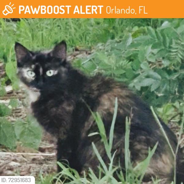 Found/Stray Unknown Cat last seen Culver rd, Orlando, FL 32817