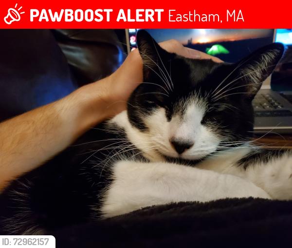 Lost Male Cat last seen Country Lane, Hoffman Lane, Deacon Paine Rd., Eastham, MA 02642