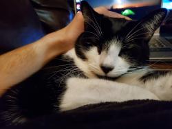 Lost Male Cat last seen Country Lane, Hoffman Lane, Deacon Paine Rd., Eastham, MA 02642