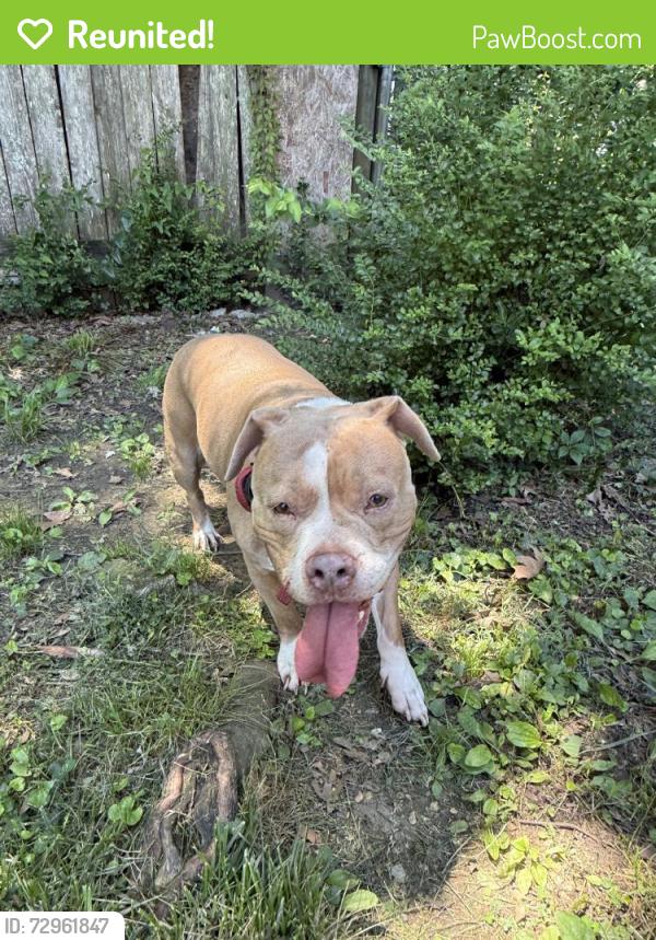 Reunited Female Dog last seen South Terrace, Chattanooga, TN 37412, USA, Chattanooga, TN 37412