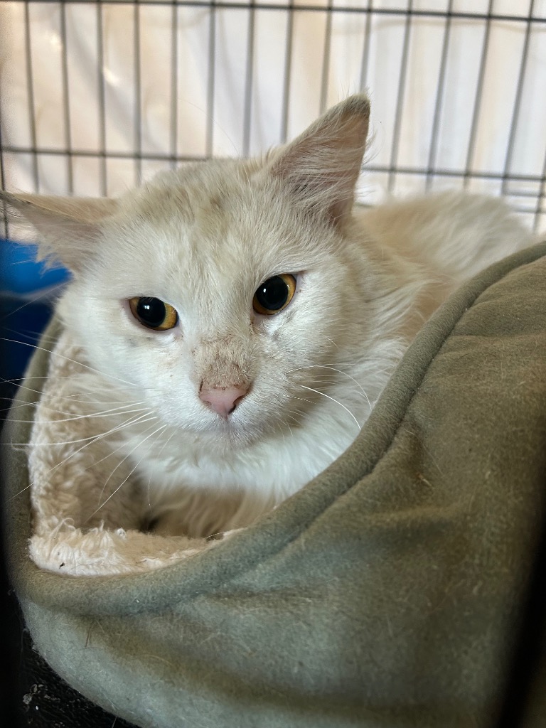 Shelter Stray Unknown Cat last seen , Portland, IN 47371