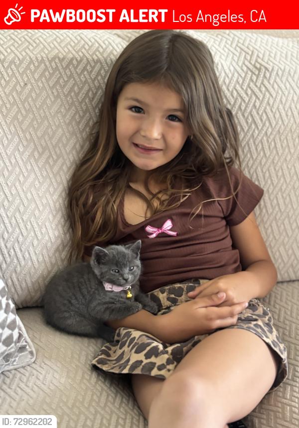 Lost Female Cat last seen Near w 111th pl, Los Angeles, CA 90044