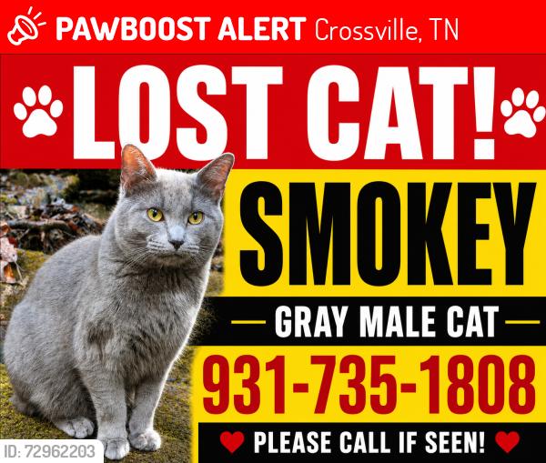Lost Male Cat last seen Thomas Springs Cemetery , Crossville, TN 38572