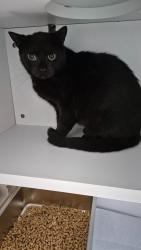 Shelter Stray Female Cat last seen , East Ridge, TN 37412