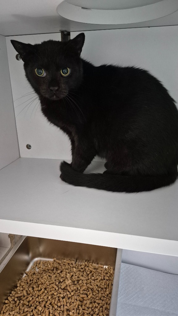 Shelter Stray Female Cat last seen , East Ridge, TN 37412