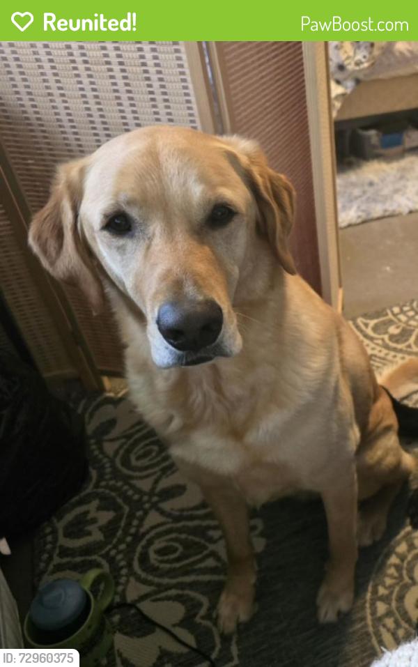 Reunited Male Dog last seen Mount Pleasant near Lutz, Clinton, OH 44216