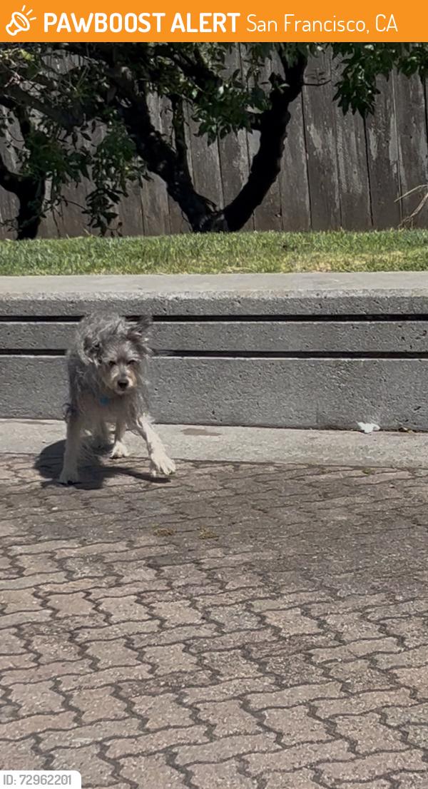 Found/Stray Male Dog last seen Near La Playa St, San Francisco, CA 94121, San Francisco, CA 94121