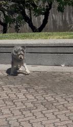 Found/Stray Male Dog last seen Near La Playa St, San Francisco, CA 94121, San Francisco, CA 94121