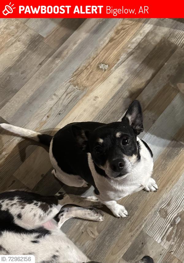 Lost Male Dog last seen Near HWY 60 W, Perryville AR, Perryville, AR 72126