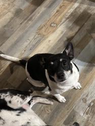 Lost Male Dog last seen Near HWY 60 W, Perryville AR, Perryville, AR 72126