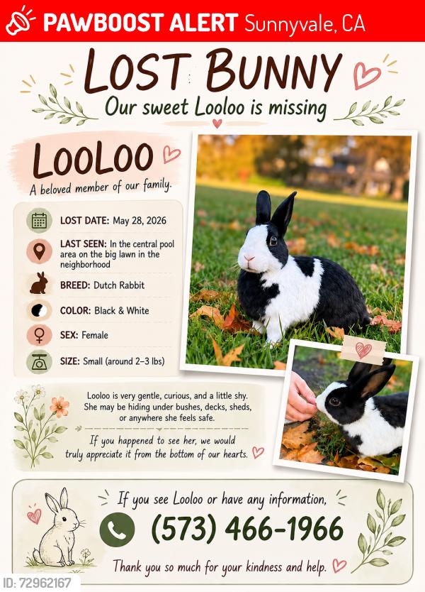 Lost Female Rabbit last seen Reed Ave & Willow Ave near tulip kids academy, Sunnyvale, CA 94086