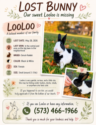 Lost Female Rabbit last seen Reed Ave & Willow Ave near tulip kids academy, Sunnyvale, CA 94086
