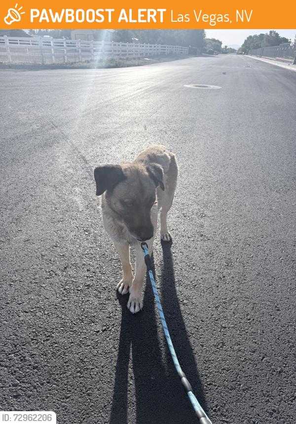Found/Stray Male Dog last seen Rainbow and Grand Teton, Las Vegas, NV 89129