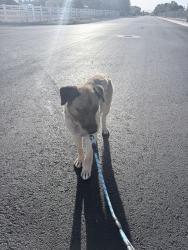 Found/Stray Male Dog last seen Rainbow and Grand Teton, Las Vegas, NV 89129