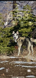Lost Male Dog last seen Douglas blvd , Roseville, CA 95661
