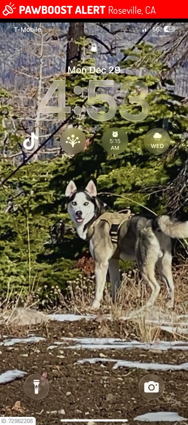 Lost Male Dog last seen Douglas blvd , Roseville, CA 95661