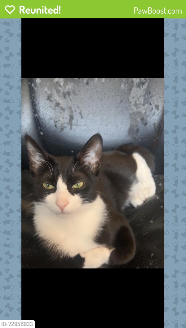 Reunited Female Cat last seen N Osceola Ave/ W Gregory St/ Harwood Heights, Chicago, IL 60656