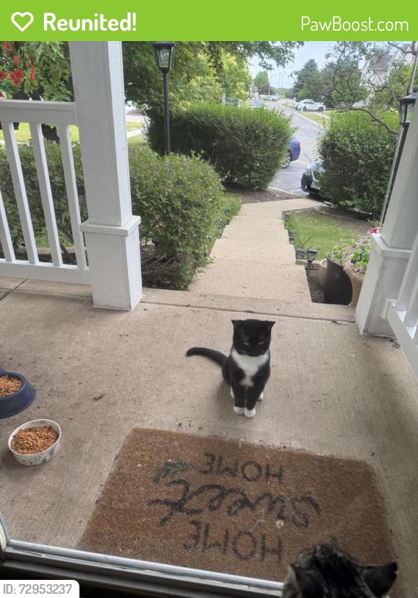 Reunited Unknown Cat last seen Taylor Rd and Weber Rd, Romeoville, IL 60446