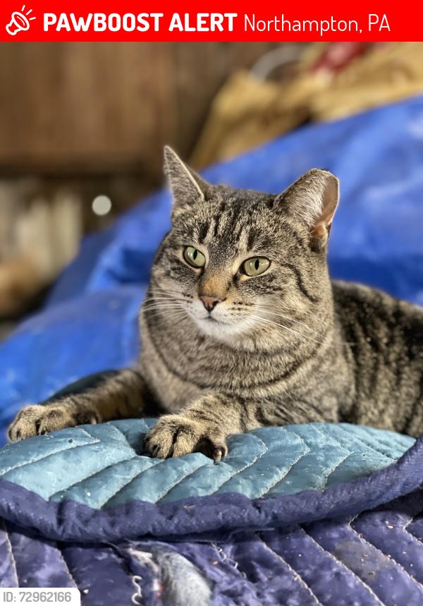 Lost Female Cat last seen Walnut, Northampton, PA 18067