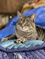 Lost Female Cat last seen Walnut, Northampton, PA 18067