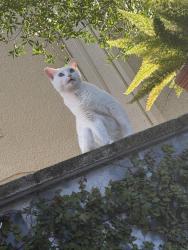 Lost Female Cat last seen Lakeview Drive & Vitoria Avenue , Winter Park, FL 32789