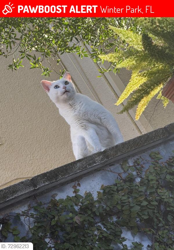 Lost Female Cat last seen Lakeview Drive & Vitoria Avenue, Winter Park, FL 32789