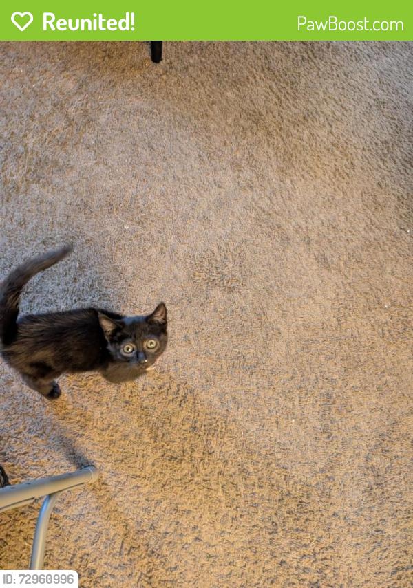 Reunited Female Cat last seen Down the block from NJCU between College Street and College Drive , Jersey City, NJ 07305