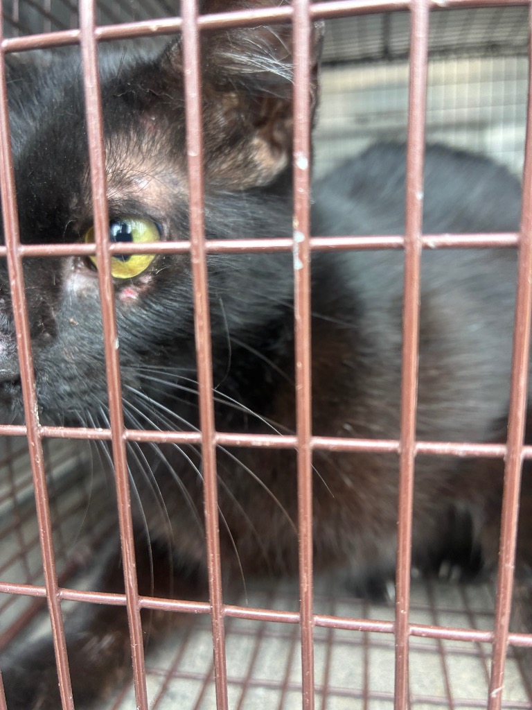 Shelter Stray Unknown Cat last seen Bexar County, New Braunfels, TX 78130