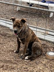 Found/Stray Male Dog last seen HWY 76, San Diego County, CA 92028