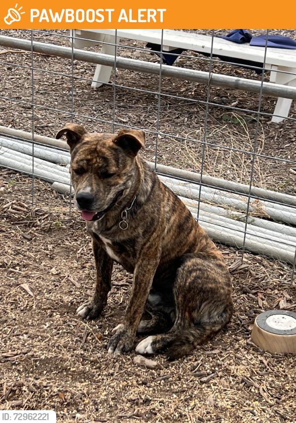 Found/Stray Male Dog last seen HWY 76, San Diego County, CA 92028
