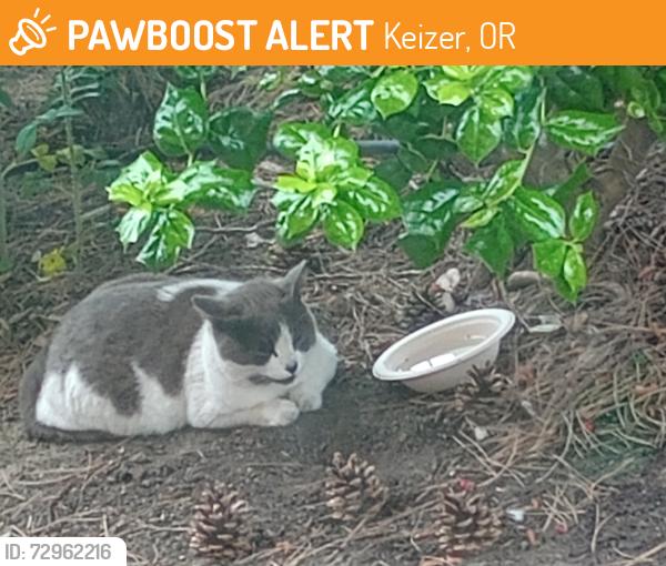 Found/Stray Unknown Cat last seen Kaiser Permanente 5940 Ulali Dr, Keizer, OR 97303, Keizer, OR 97303