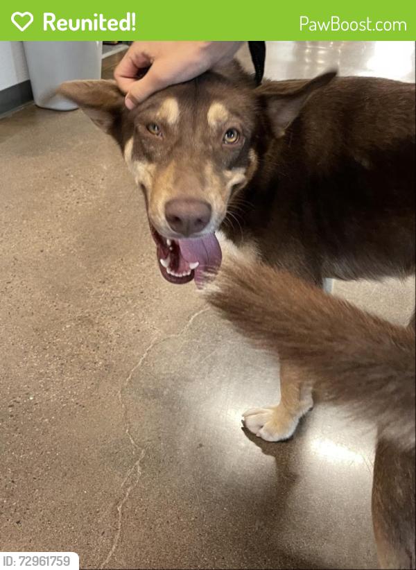 Reunited Female Dog last seen S 19th Ave and Southern Ave, Maricopa County, AZ 85023