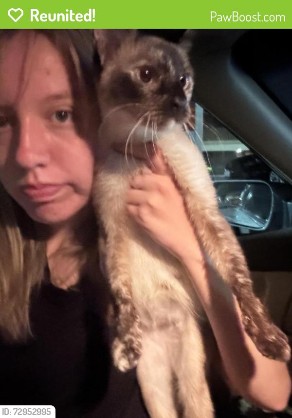 Reunited Female Cat last seen Sierra High School or Roberts Park, Manteca, CA 95337
