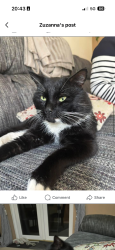 Lost Male Cat last seen The Wythers/Bramley/Armley, West Yorkshire, England LS12 2RR