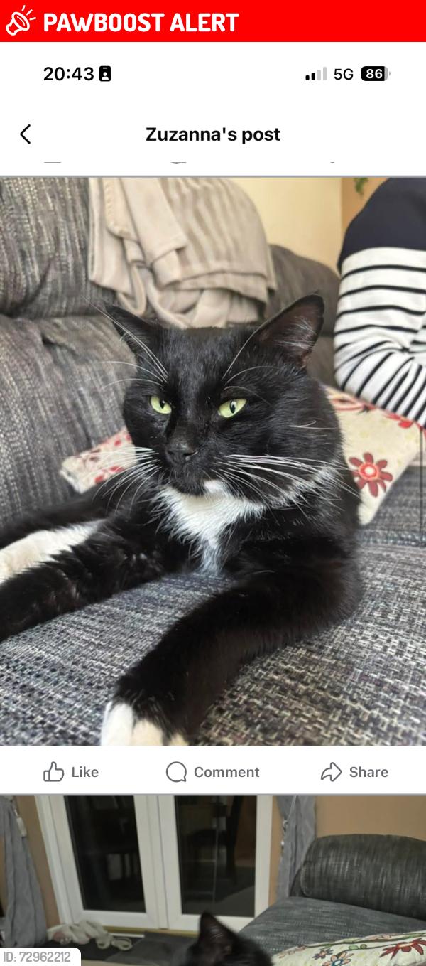 Lost Male Cat last seen The Wythers/Bramley/Armley, West Yorkshire, England LS12 2RR