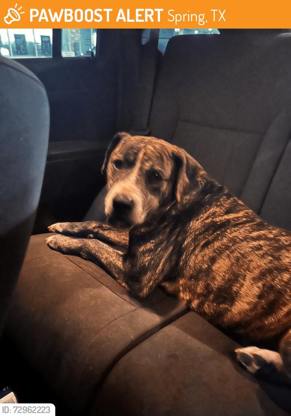 Found/Stray Male Dog last seen Timber Lakes Timber Ridge, Spring, TX 77380
