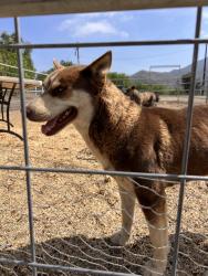 Found/Stray Female Dog last seen HWY 76, San Diego County, CA 92028