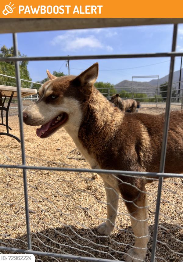 Found/Stray Female Dog last seen HWY 76, San Diego County, CA 92028
