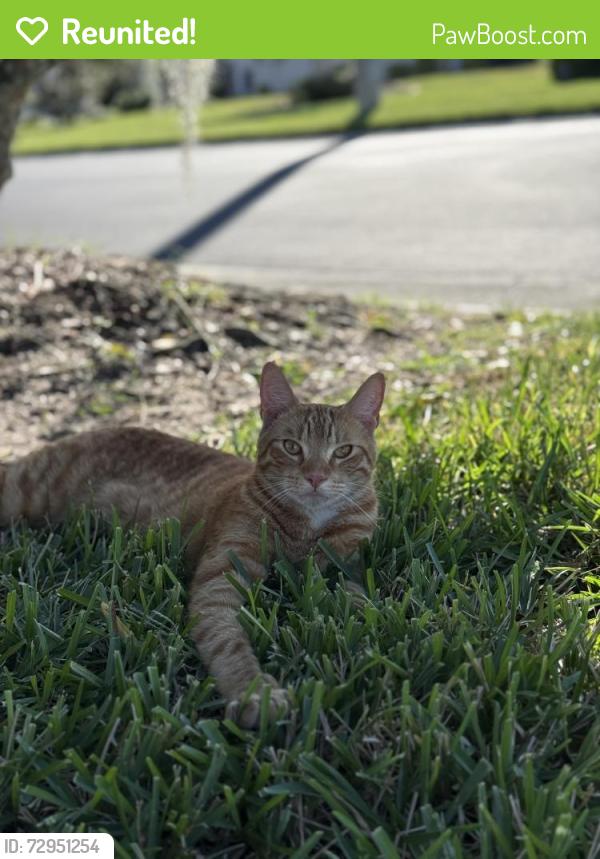 Reunited Male Cat last seen Prout Ct, Whitlock, Wesley Chapel, FL 33543