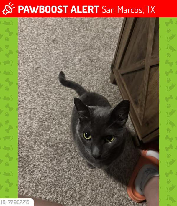 Lost Male Cat last seen Wilshire and New Hampton, San Marcos, TX 78666