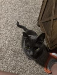Lost Male Cat last seen Wilshire and New Hampton, San Marcos, TX 78666