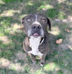 Shelter Stray Female Dog last seen VAN BUREN BLVD, JURUPA VALLEY, CA, Jurupa Valley, CA 92509