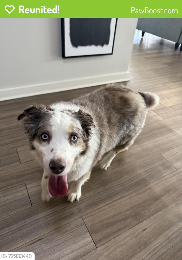 Reunited Unknown Dog last seen Grove apmts , Louisville, KY 40222
